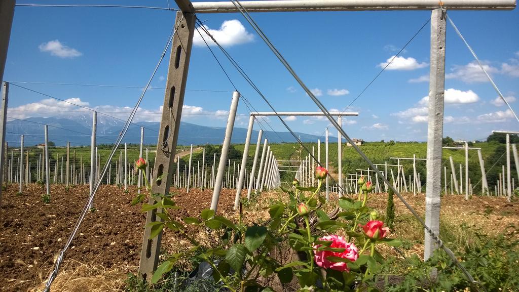 Arielli Casa Dell'Arciprete B&B מראה חיצוני תמונה